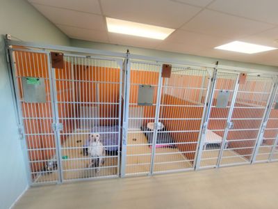 Dog Boarding | Scarborough Kennel Facility