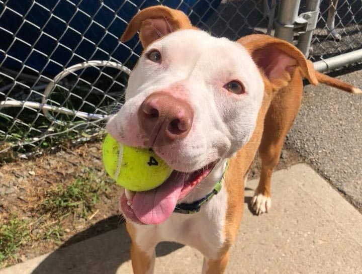 Dog Boarding Scarborough Kennel Facility
